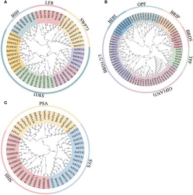 Characterization of the SWI/SNF complex and nucleosome organization in sorghum